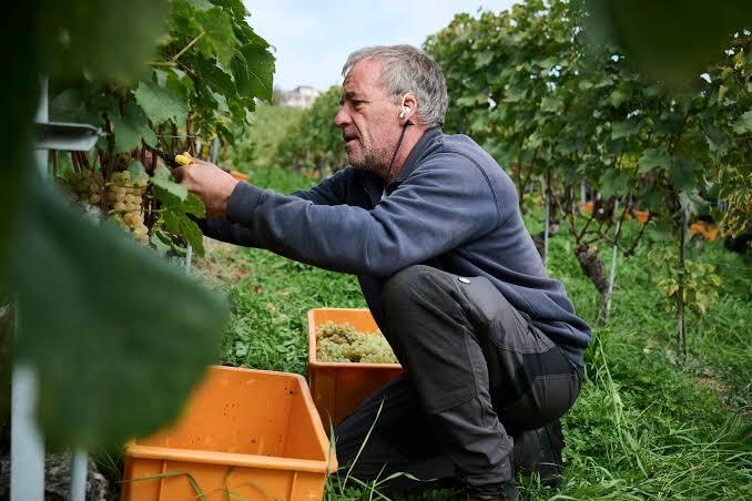 Montet vins